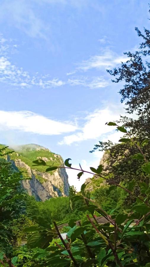 La Ginestra